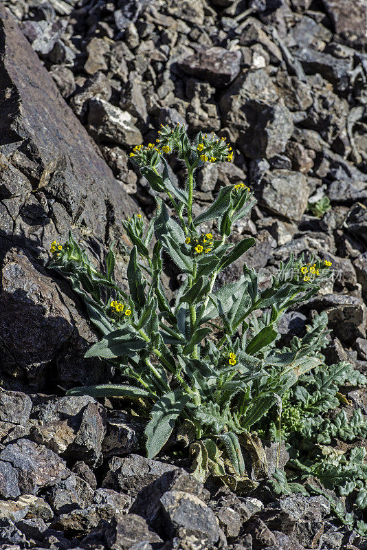 Amsinckia tessellata是一种fiddleneck，俗称为bristly fiddleneck, tessellate fiddleneck, checker fiddleneck和devil's lettuce。
这种植物原产于北美西部的干旱地区，在死亡谷国家公园被发现